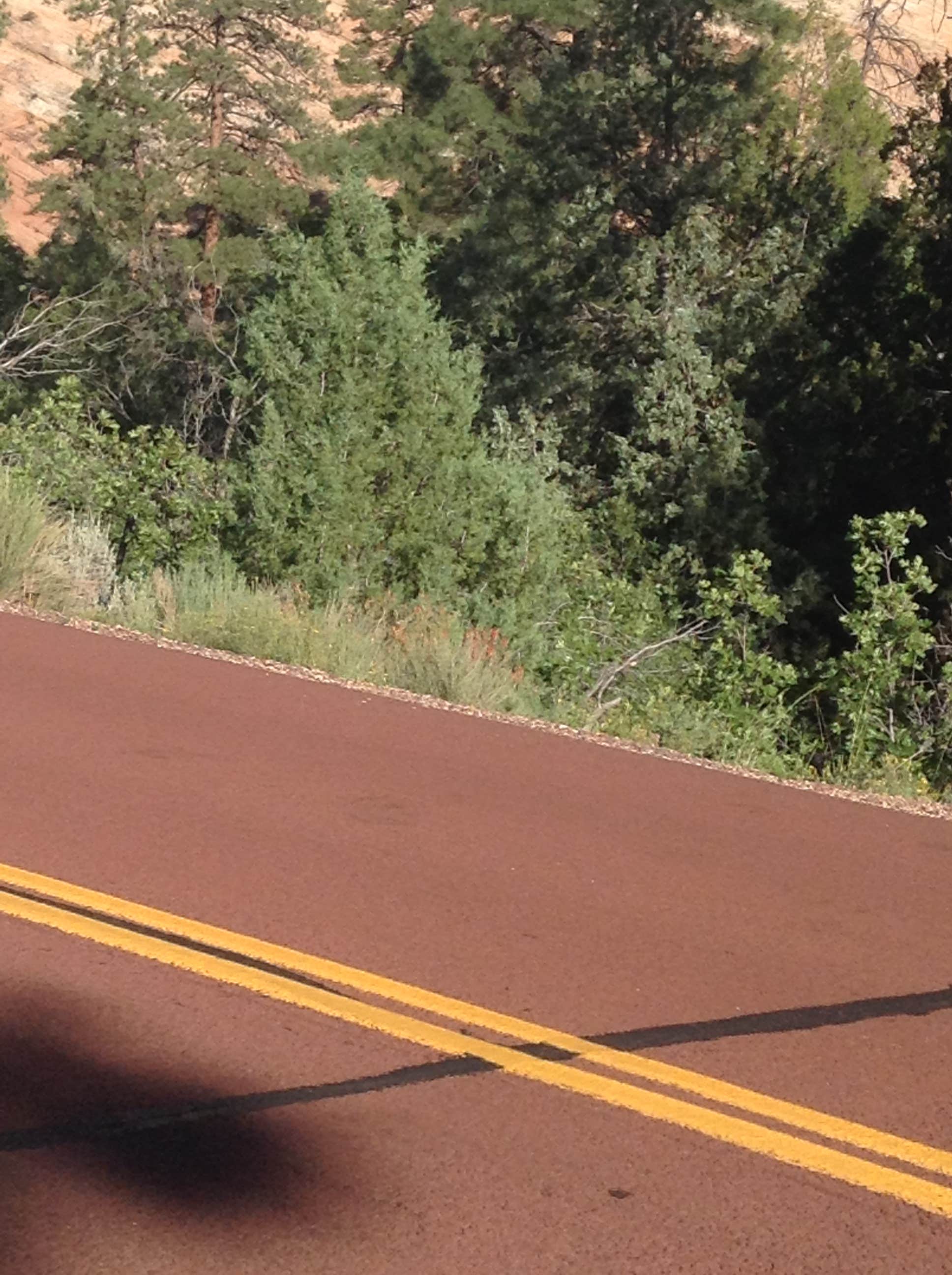 Camper submitted image from Zion RV and Campground (Hi-Road) - 2