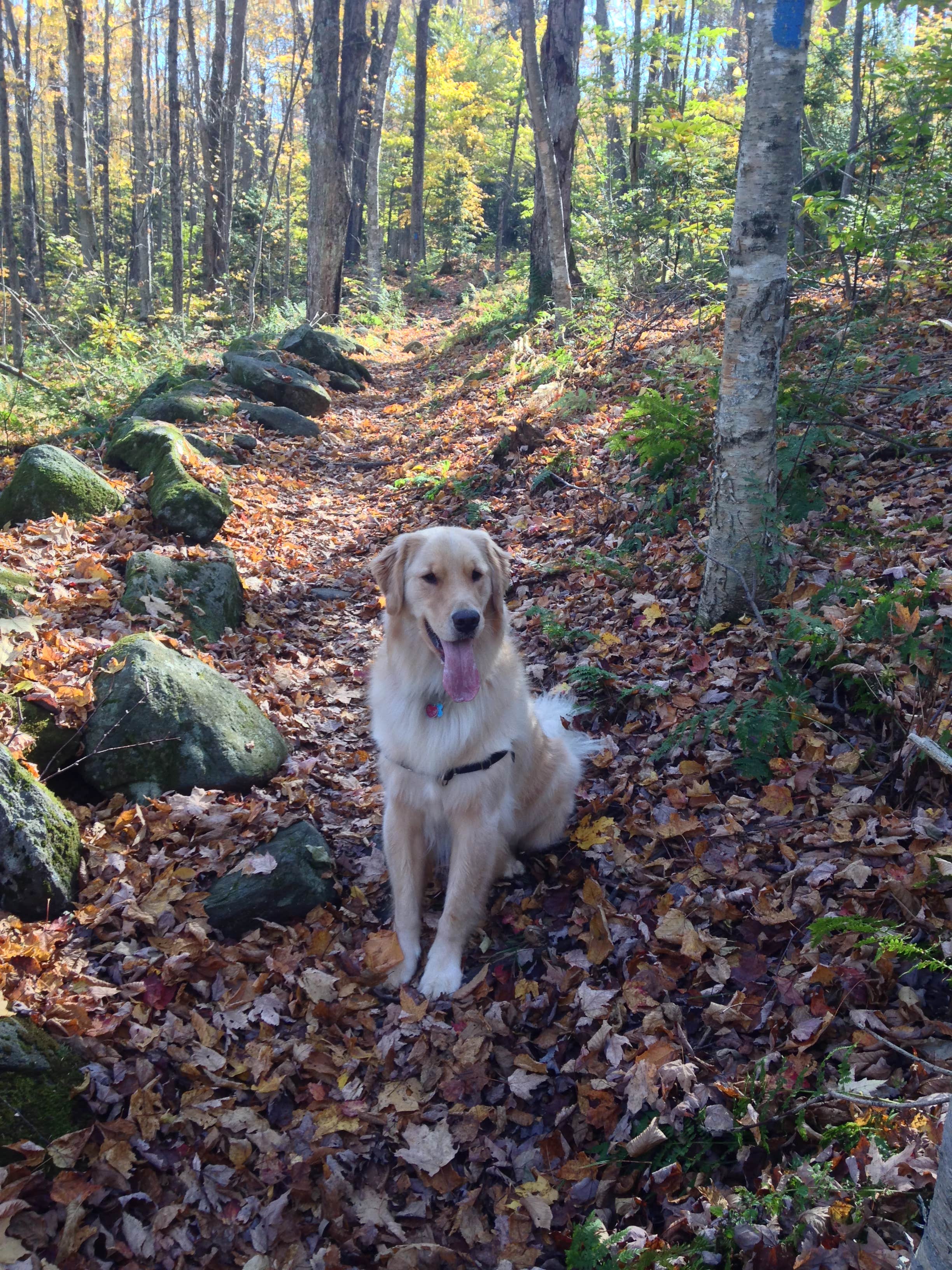 Camper submitted image from Molly Stark State Park Campground - 4