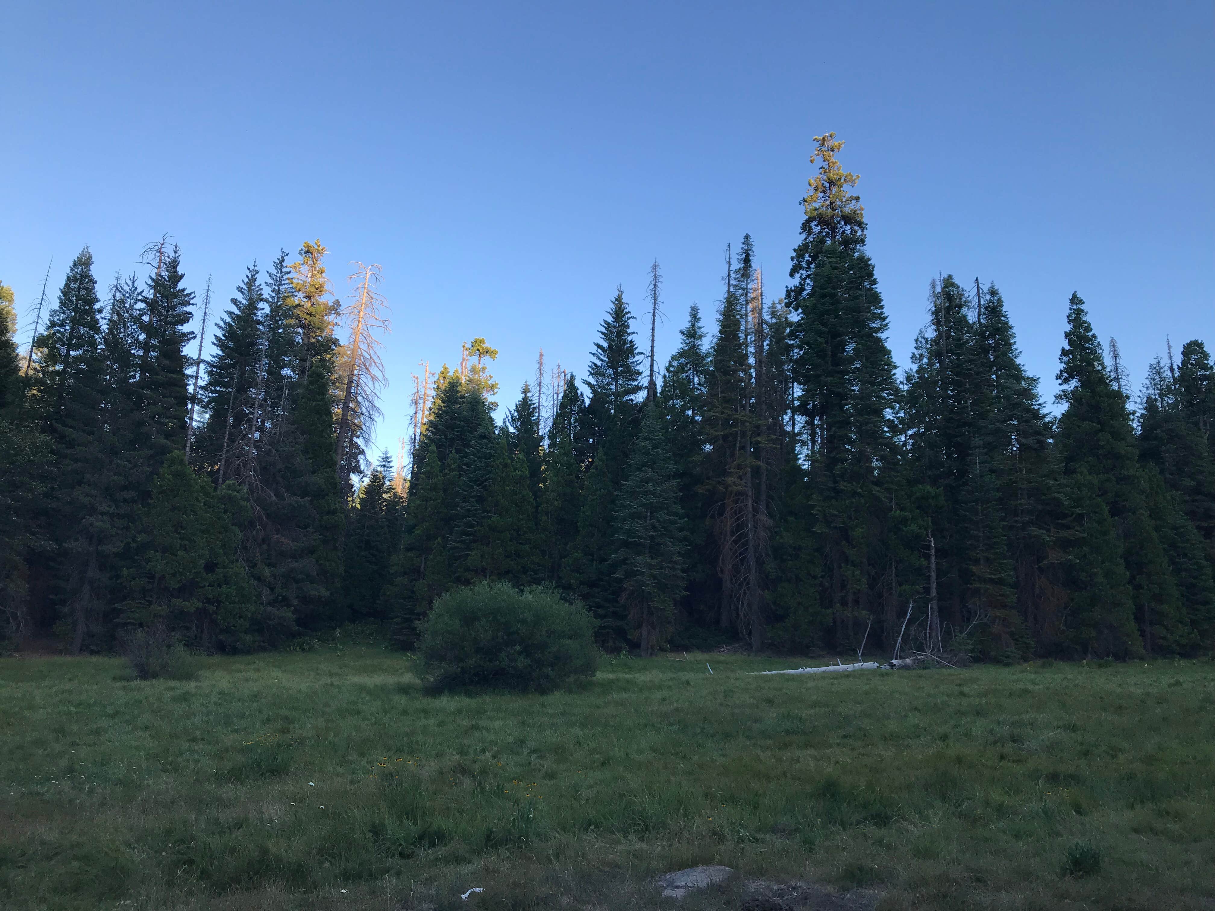 Camper submitted image from Sequoia National Park Dispersed campground - 4