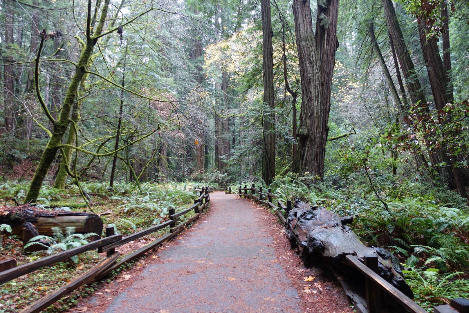 Camper submitted image from Alice Eastwood Group Camp — Mount Tamalpais State Park - 5