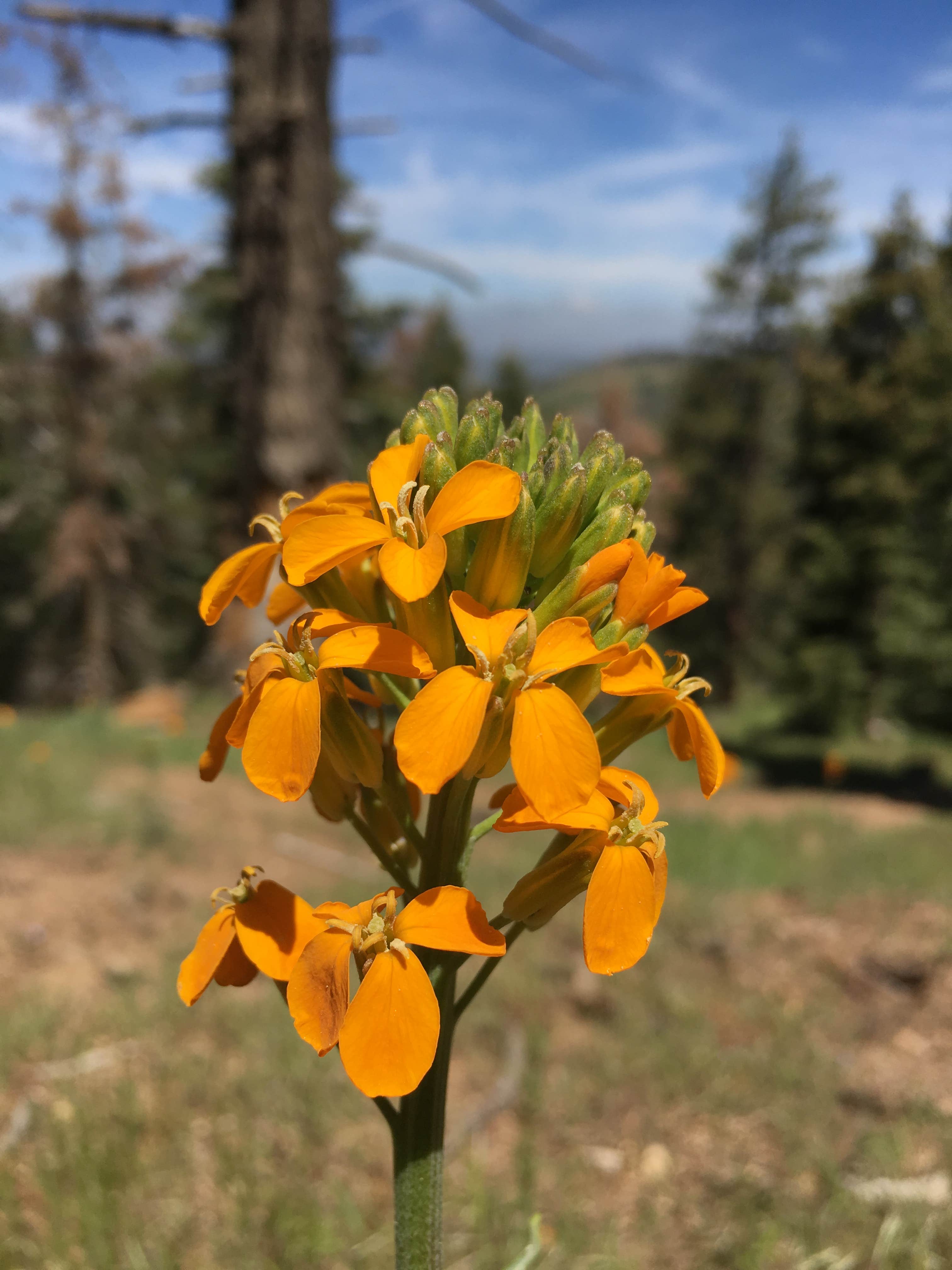 Camper submitted image from Tehachapi Mountain Park - 4